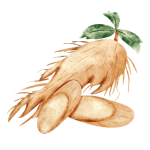 Red Ginseng Root